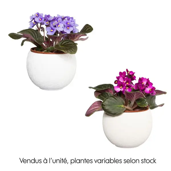Saintpaulia : plante Ø12cm petit modèle pot