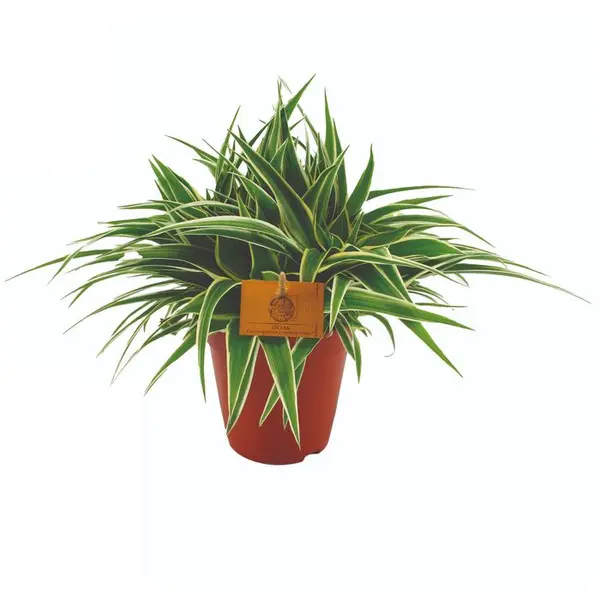 Chlorophytum 'Ocean' H25cm pot D15cm