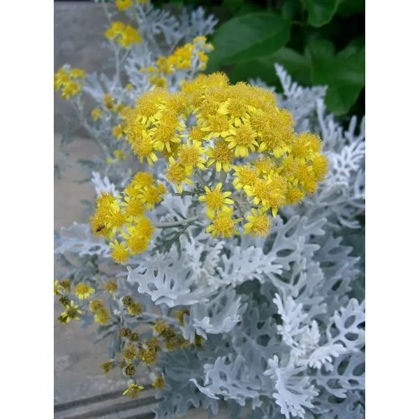 Graines de jacobaea maritima,cinéraire maritime, séneçon cinéraire, produits de mon jardin,non traité