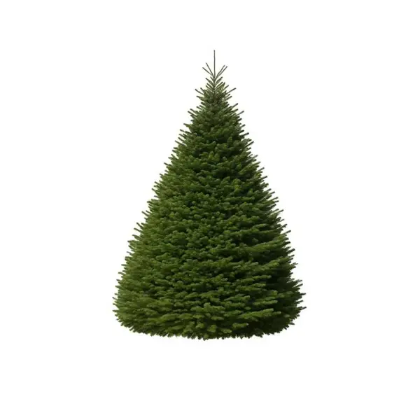 Grand sapin Nordmann