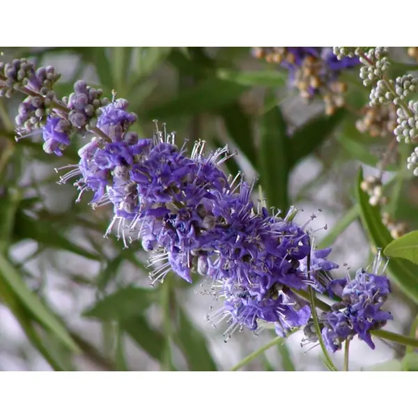 Feuilles séchées de l'arbre aux poivre, vitex agnus-castus,feuilles de gattilier,produits de mon jardin,non traité
