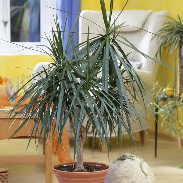 Dracaena : 3 cannes H.60,30,15cm, D25cm
