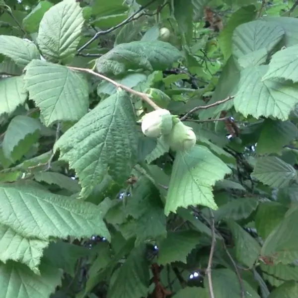 Feuilles fraiches de noisetier,en sachet sous vide,disponible seulement pendant l'ete,produits de mon jardin, noisetier bio