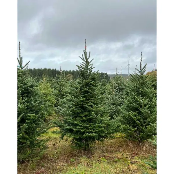 Sapin Fraseri