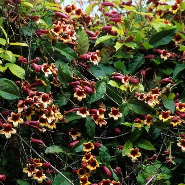 Campsis capreolata: pot 3L