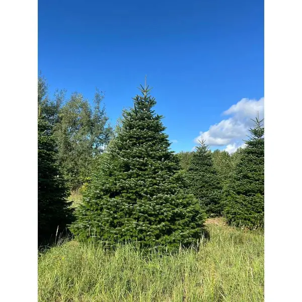 Grand sapin Nordmann