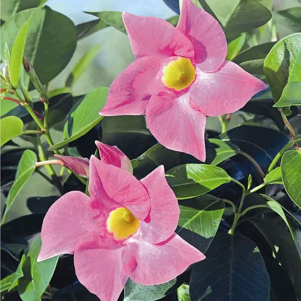 Dipladénia diamantina : jardinière 40 cm - Coloris variables