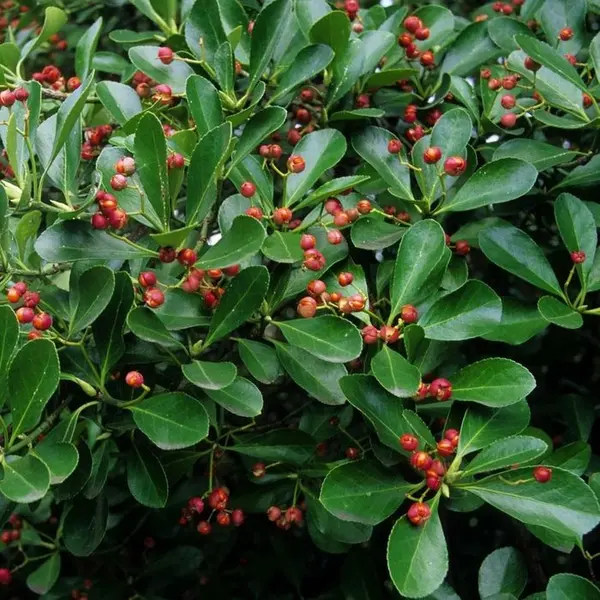 Euonymus varié : pot 5 litres