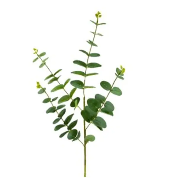 Tige d'Eucalyptus 90 CM - Vert