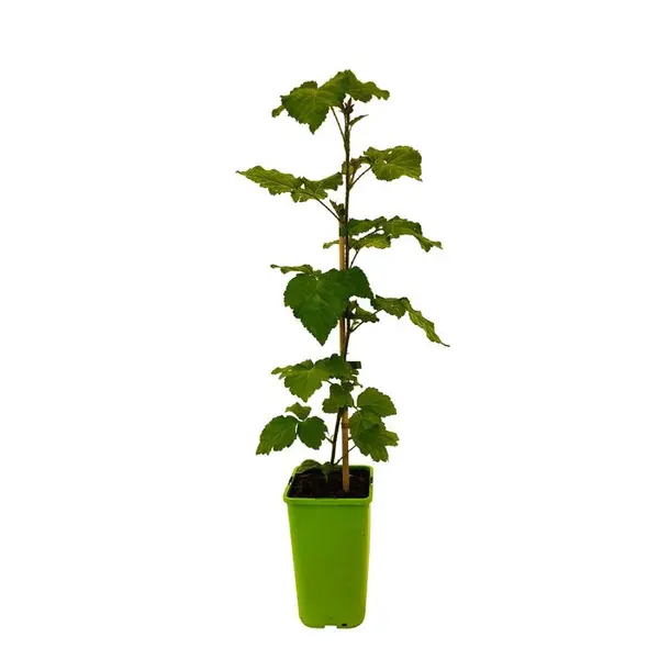 Mûrier Tayberry 'Buckingham' bio : pot de 1,5 litres