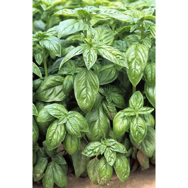 Plant de basilic grand vert : pot de 1 litre