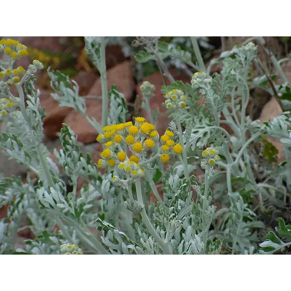 Graines de jacobaea maritima,cinéraire maritime, séneçon cinéraire, produits de mon jardin,non traité