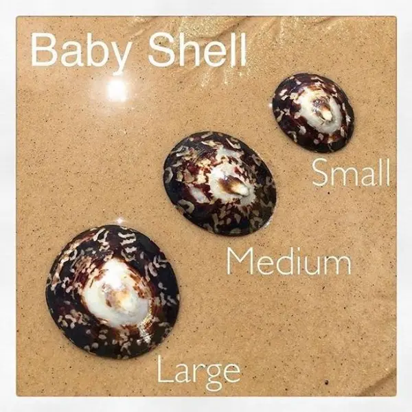 Coquillages d'allaitement en nacre Baby Shell