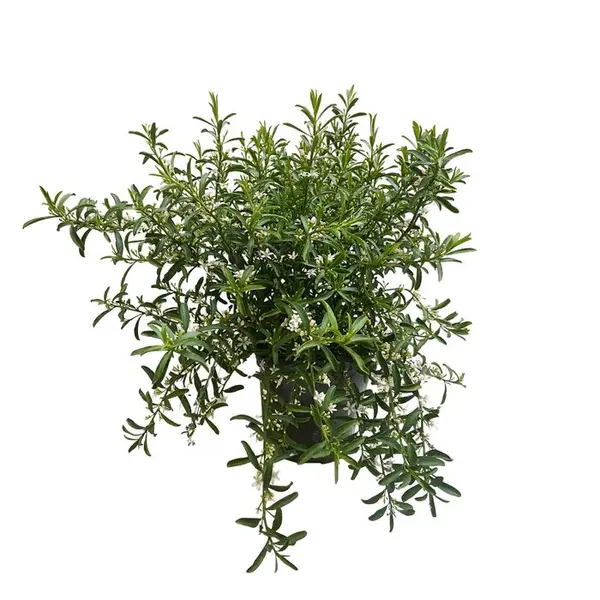 Eriostemon myoporoides : C4L