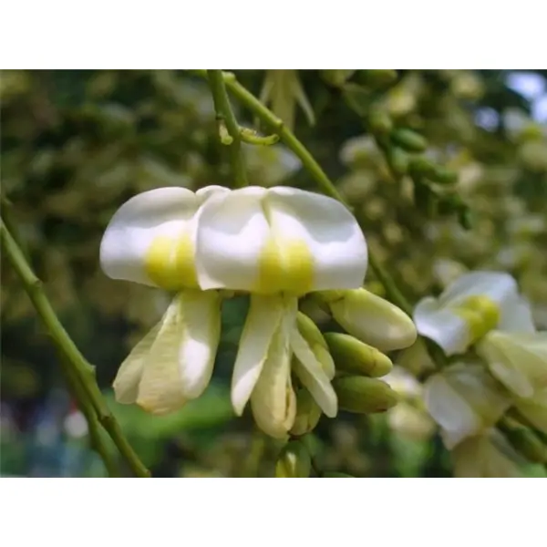 Graines de styphnolobium japonicum,sophora du japon,arbre de miel,produits de mon jardin,non traité