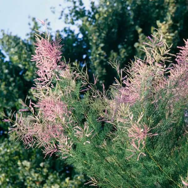 Tamarix 'Pink Cascade' : pot de 3 L