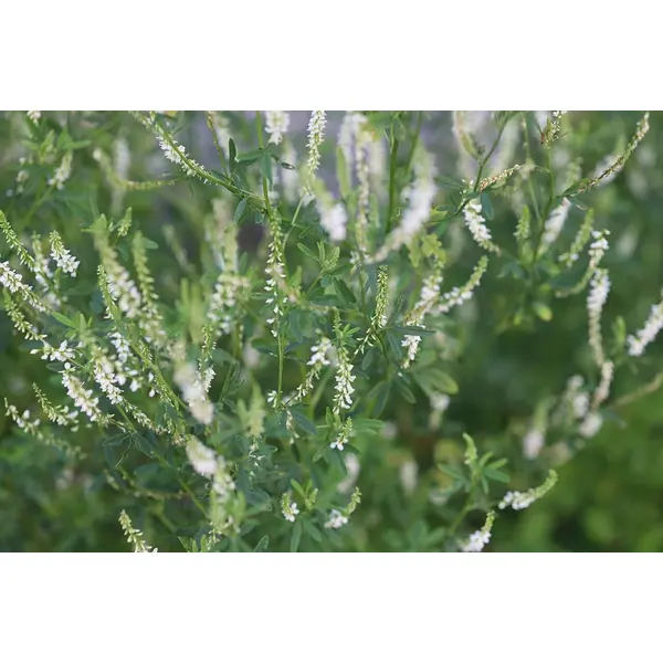 Graines de mélilot blanc,melilotus albus,trigonella alba,graines biologique,fleurs de mon jardin,sans aucun produits,sans aucun traitement