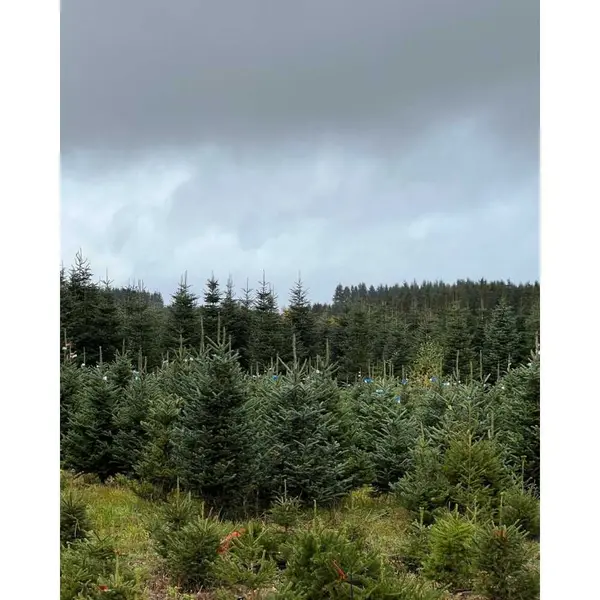 Sapin Fraseri