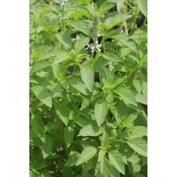 Plant de basilic citron : pot de 1 litre