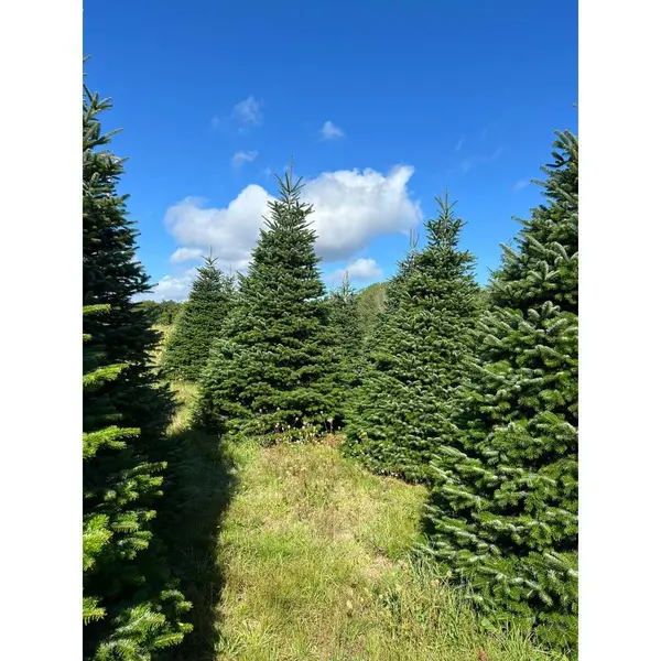 Grand sapin Nordmann