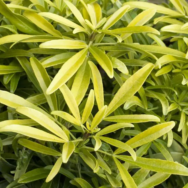 Choisya x 'Aztec Gold':pot 7L MDD
