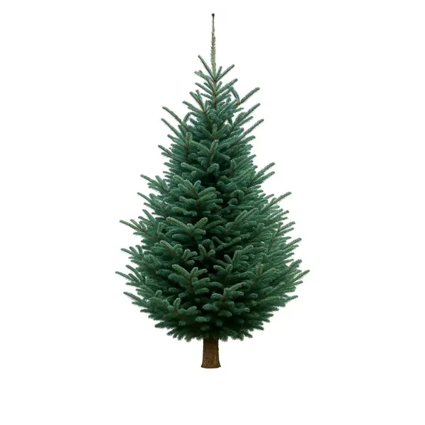 Sapin Fraseri