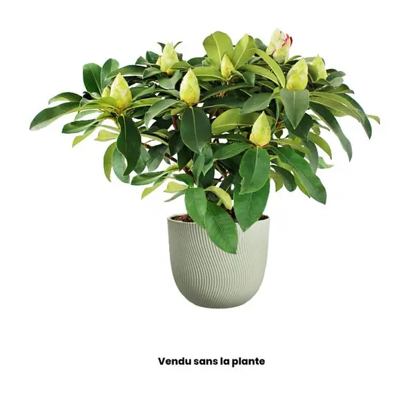 Pot rond Sereh, coloris vert scandinave - D.25cm