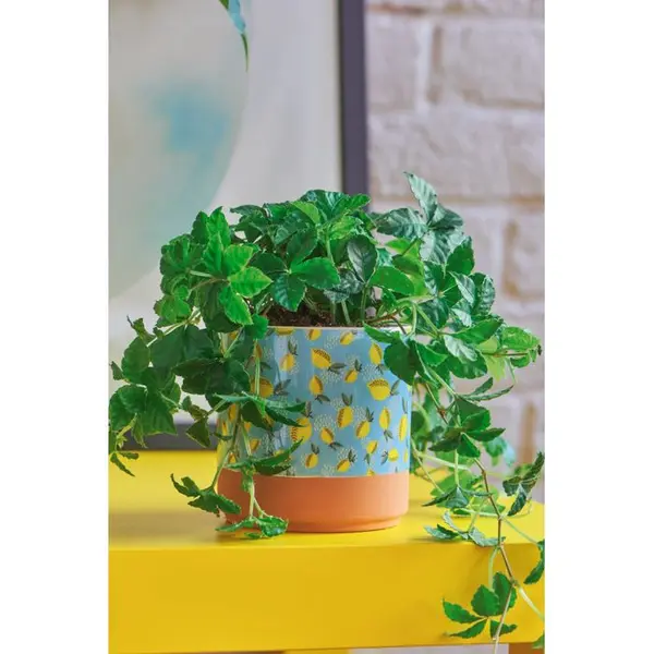 Parthenocissus striata:pot D12 cm