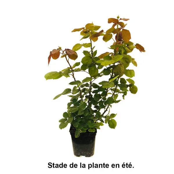 Rosier Folie de Bagatelle' pot 5L