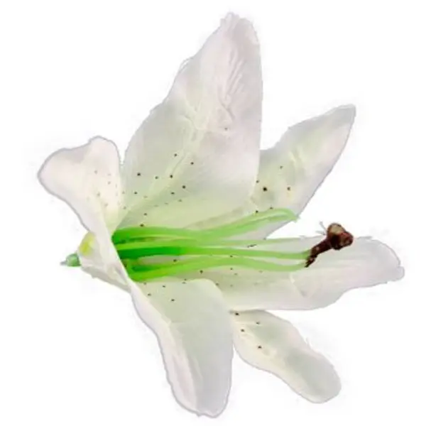 Sachet de 6 Fleurs Blanches Tropicales - Lys