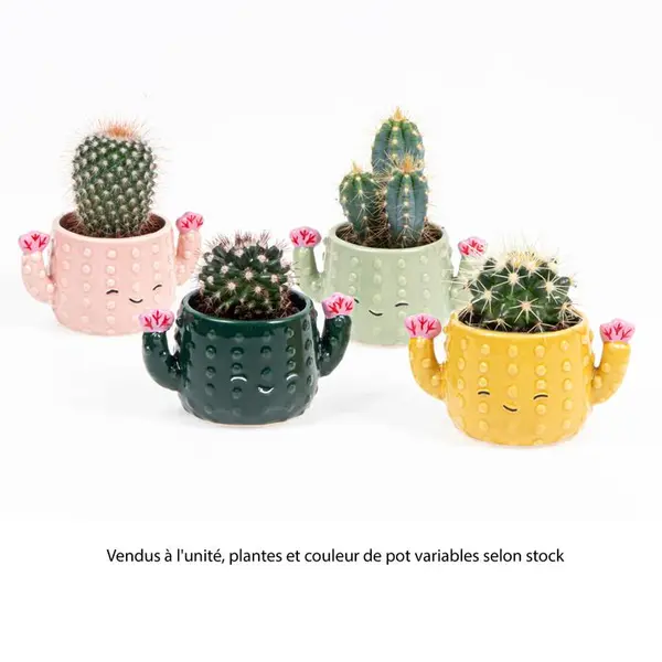 Cactus, variétés variables : pot décoratif "cactus" D.6cm