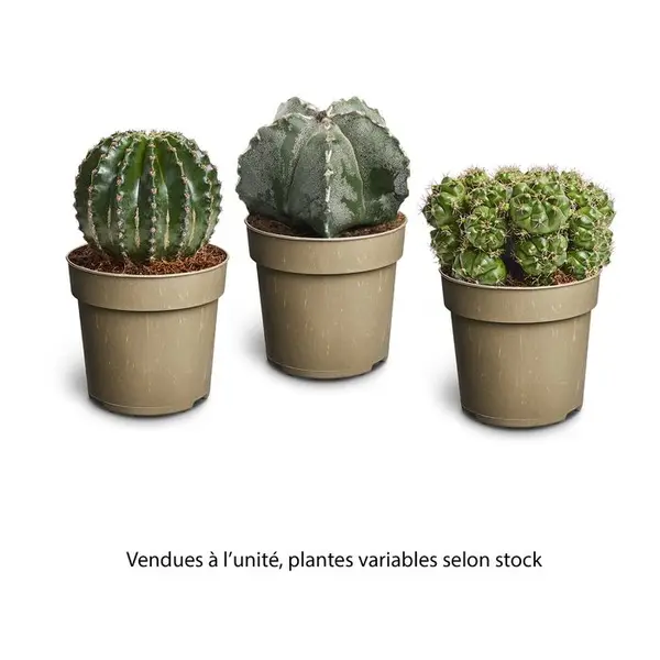 Cactus collection mix : pot D.11cm