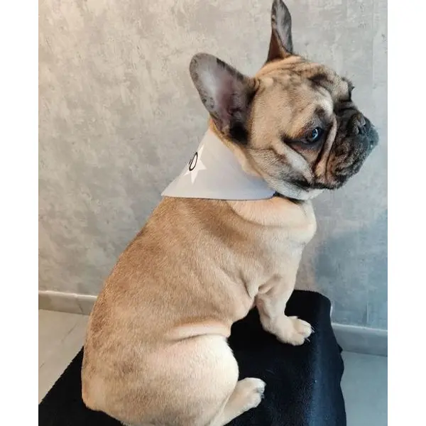 Bandana à scratch personnalisé pour animal