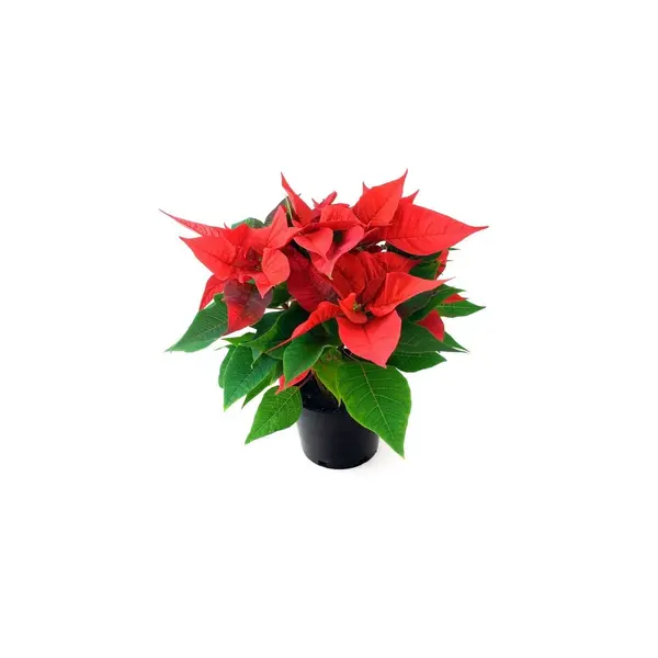 Rose de Noël naturelle - Poinsettia