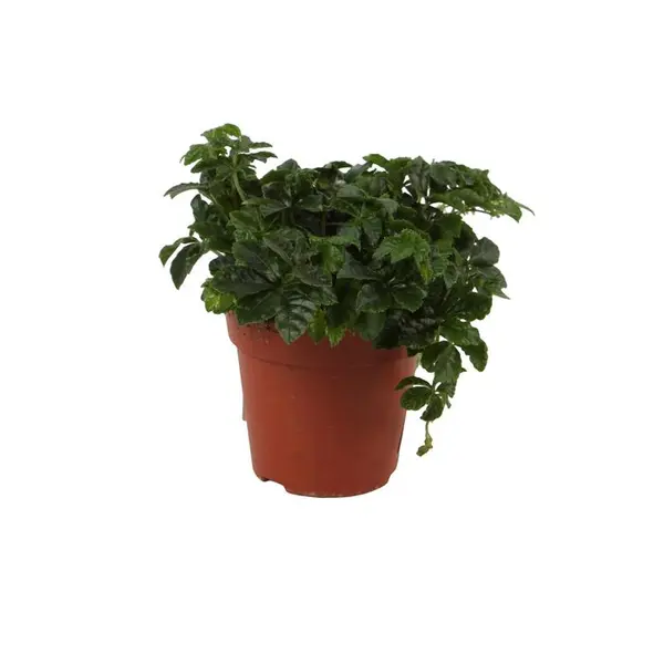 Parthenocissus striata:pot D12 cm