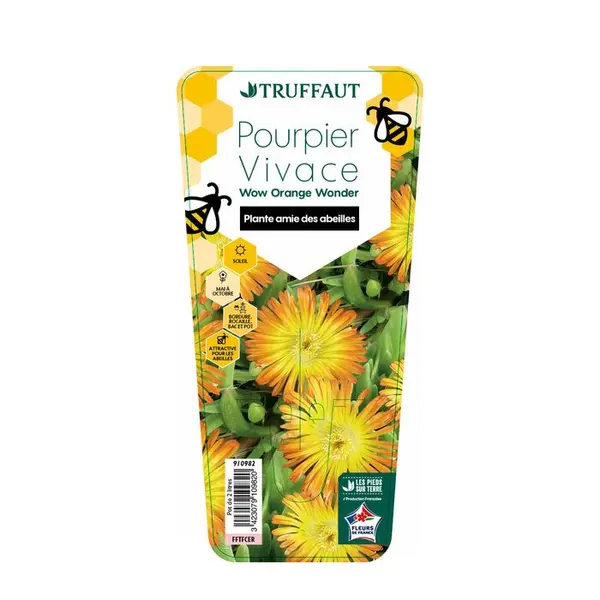 Delosperma Pourpier vivace 'WoW Orange Wonder'® pot 2L