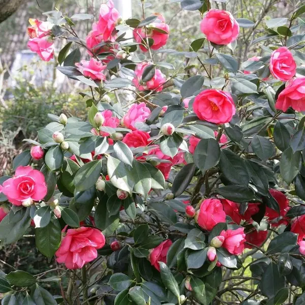 Camellia japonica : H 25/30 cm, ctr 2 Litres