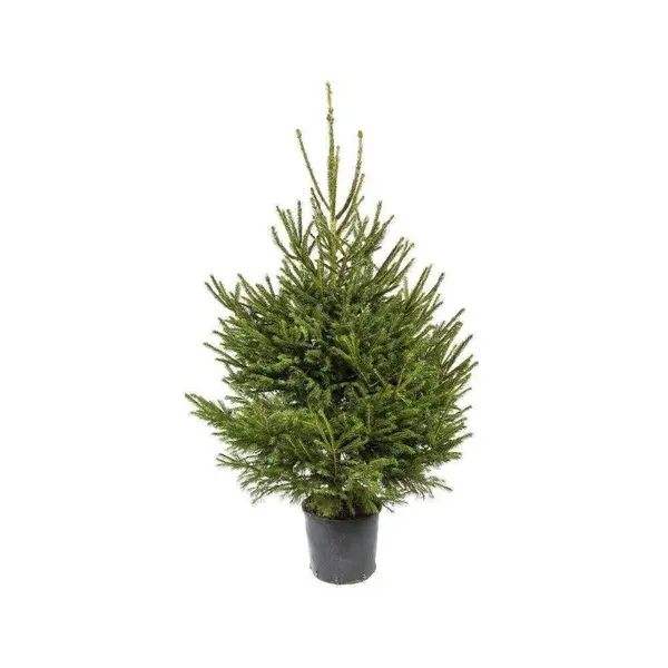 Sapin Epicéa naturel en pot culture