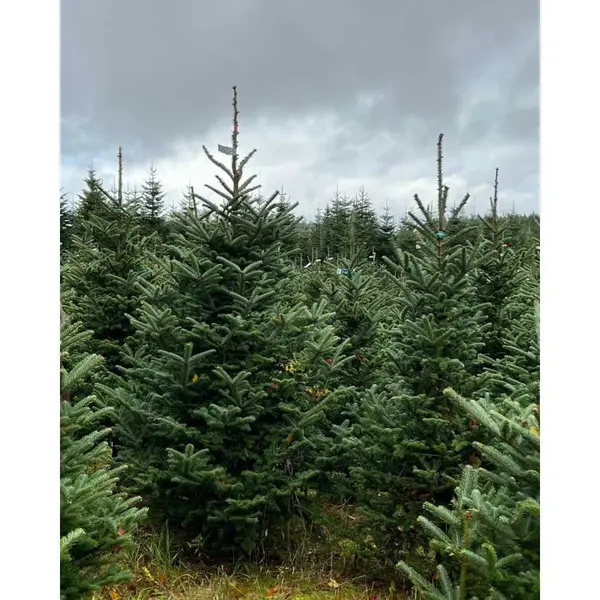 Sapin Fraseri