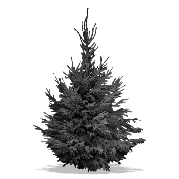 Sapin Nordmann floqué noir