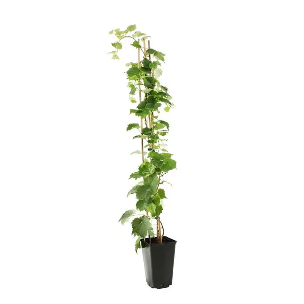 Parthenocissus quinquefolia 'Red Wall'® :conteneur 3 litres