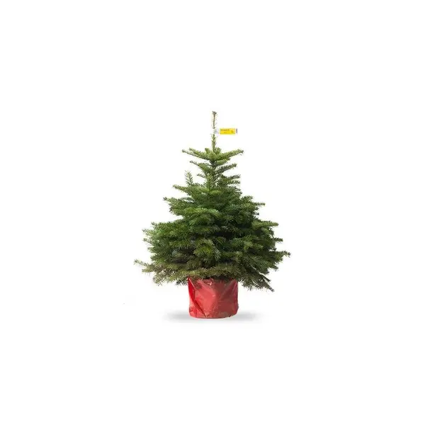 Petit sapin de Noël Nordmann (en pot)
