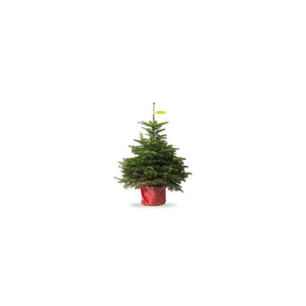 Petit sapin de Noël Nordmann (en pot)