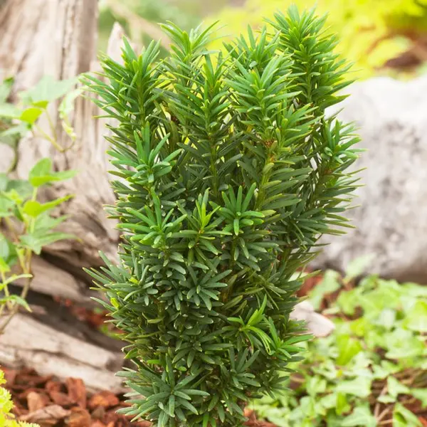 Taxus baccata 40/50 : pot 3L