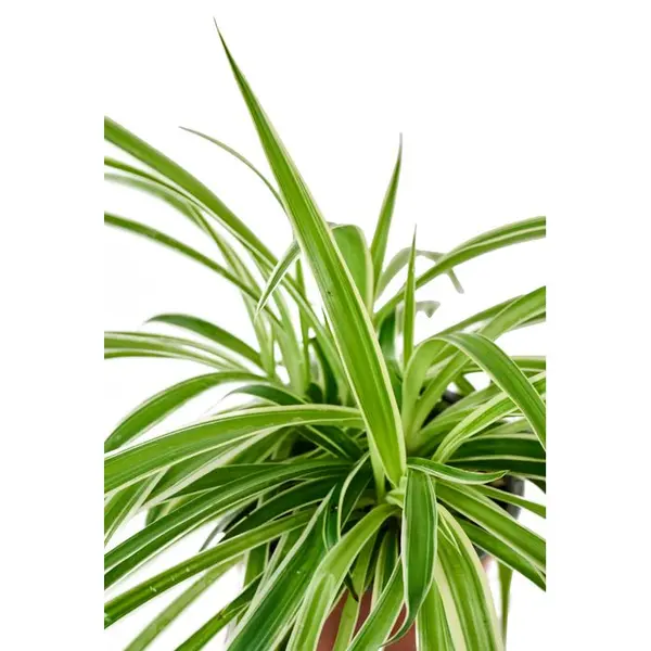 Chlorophytum : Pot Ø12cm H.40cm