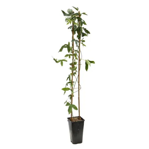 Passiflora 'Snow Queen': pot 3L