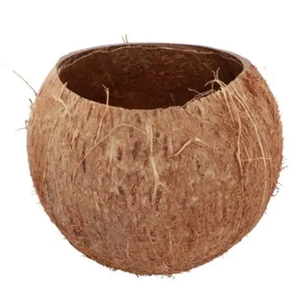 Noix de Coco naturelle ouverte - 13 cm