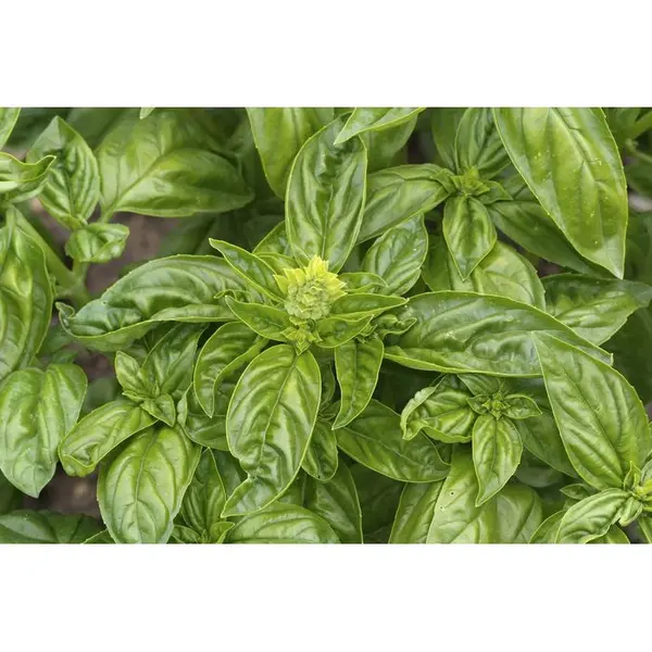 Plant de basilic grand vert : pot de 1 litre