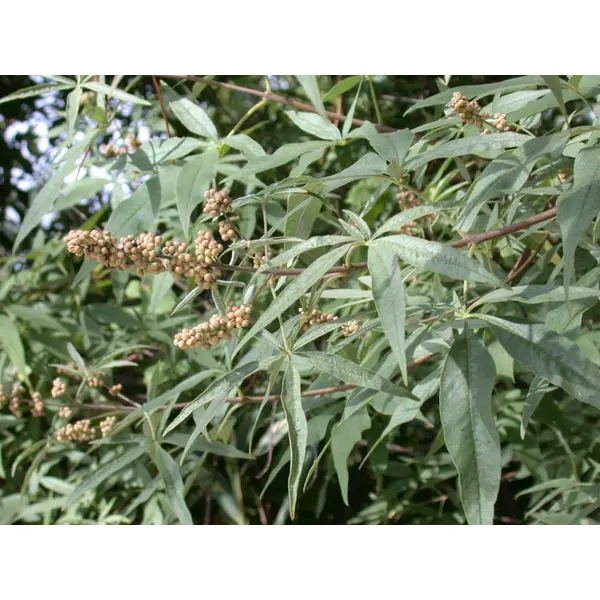 Feuilles séchées de l'arbre aux poivre, vitex agnus-castus,feuilles de gattilier,produits de mon jardin,non traité