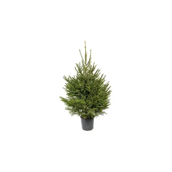 Sapin Epicéa naturel en pot culture